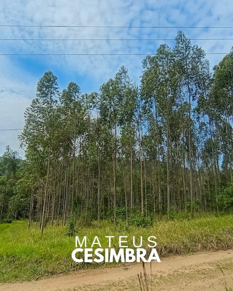 ÁREA À VENDA EM TABAÍ/RS NA BR-386
