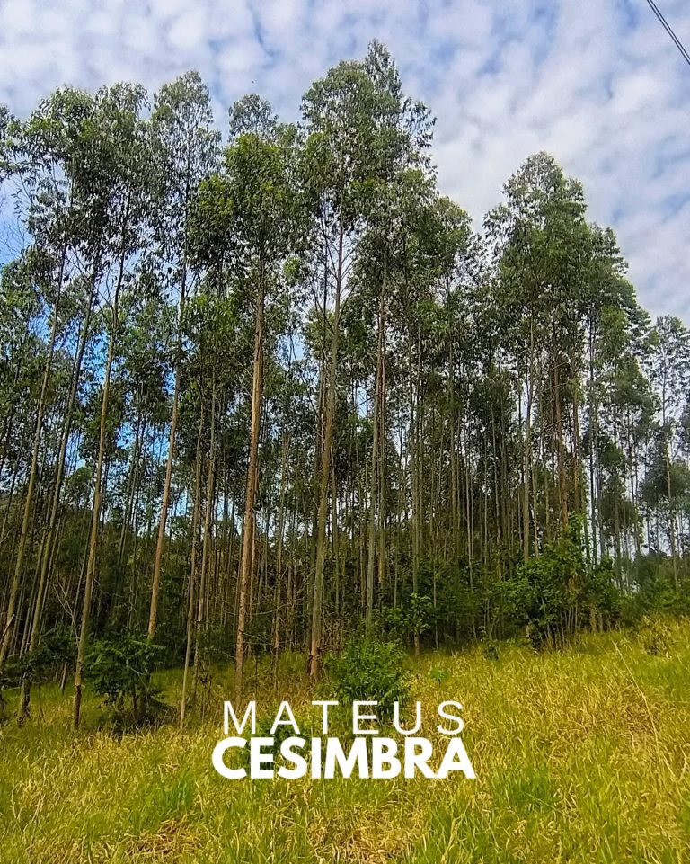 ÁREA À VENDA EM TABAÍ/RS NA BR-386