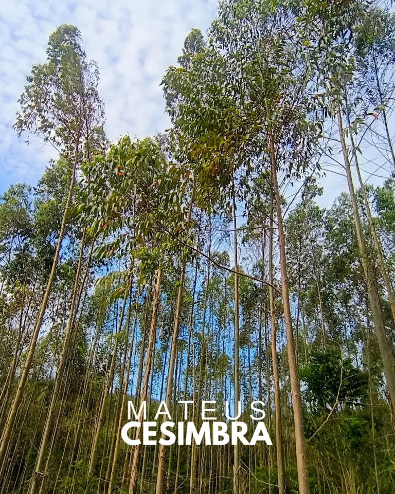 ÁREA À VENDA EM TABAÍ/RS NA BR-386