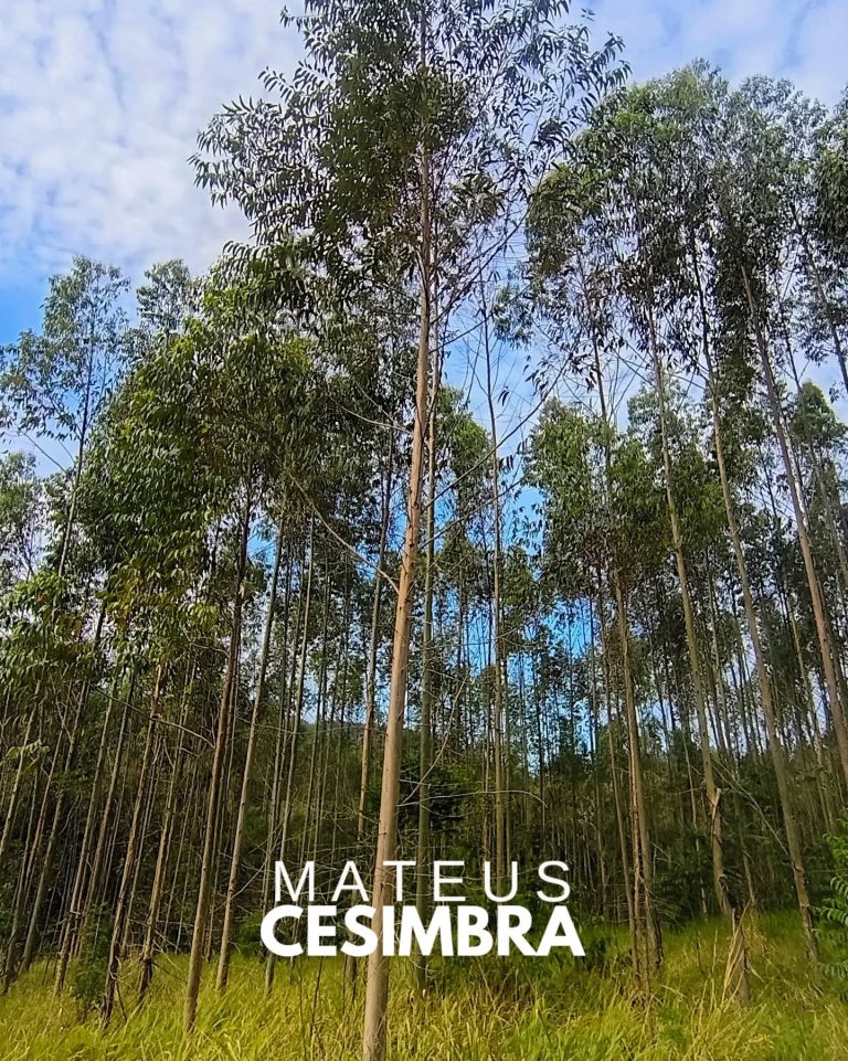 ÁREA À VENDA EM TABAÍ/RS NA BR-386